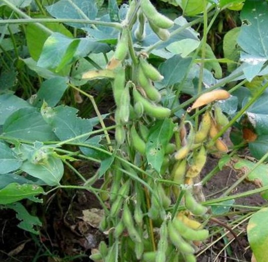 Soybean seed soya bean